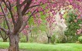 Bloesems